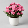 Азалия розовая